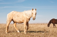 Picture of Morgan Horse side view