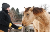 Picture of Morgan horse smelling hand