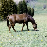 Picture of morgan horse, traditional style, grazing, in usa 