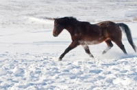 Picture of Morgan Horse trotting through the snow