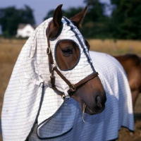 Picture of morgan horse wearing australian turnout rug