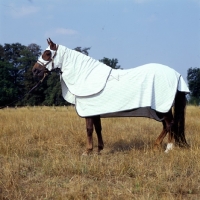 Picture of morgan horse wearing australian turnout rug