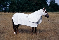 Picture of morgan horse wearing australian turnout rug