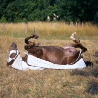 Picture of morgan horse wearing australian turnout rug rolling