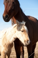 Picture of Morgan horse with foal