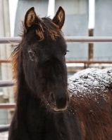 Picture of Morgan horse with snow on back