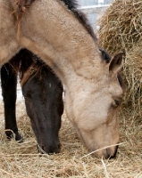 Picture of Morgan horses eating hay