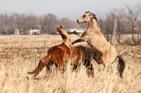 Picture of Morgan horses fighting