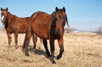 Picture of Morgan horses in field