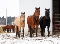 Picture of Morgan Horses in winter, near stable