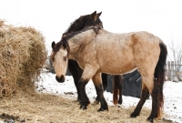 Picture of Morgan horses in winter