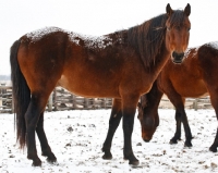 Picture of Morgan Horses in winter