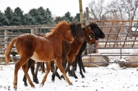 Picture of Morgan Horses in winter