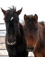 Picture of Morgan horses in winter