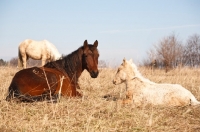 Picture of Morgan horses lying on field