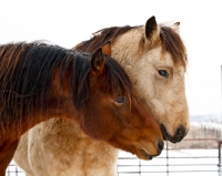 Picture of Morgan horses nuzzling in winter