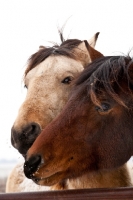 Picture of Morgan horses