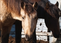 Picture of Morgan horses