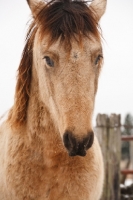 Picture of Morgan horse