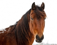 Picture of Morgan horse