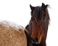 Picture of Morgan horse
