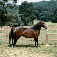 Picture of morgan mare and foal, 'foundation' morgan