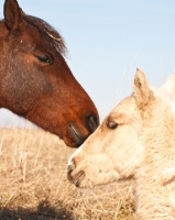 Picture of Morgan mare and foal