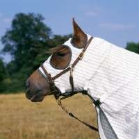 Picture of morgan mare wearing australian turnout rug
