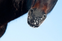 Picture of Morgan mare with snow covered muzzle