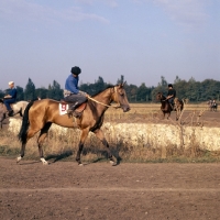 Picture of morning exercise, grooms riding  akhal tekes