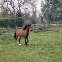 Picture of Moroun,  Caspian Pony stallion