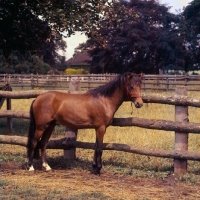 Picture of Moroun, Caspian Pony  stallion full body