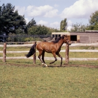Picture of Moroun Caspian Pony caterning in field 