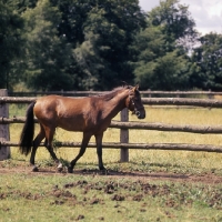 Picture of Moroun Caspian Pony stallion ull body 