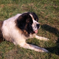 Picture of moscow guard dog at exhibition of economic achievement, moscow