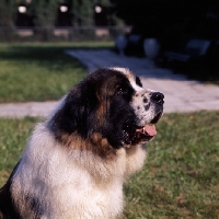 Picture of moscow guard dog at exhibition of economic achievement, moscow