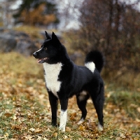 Picture of mostodalens centre,  carelian bear dog standing in a forest