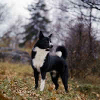 Picture of mostodalens centre, carelian bear dog standing in a forest