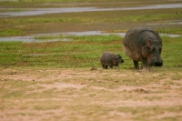 Picture of Mother and Baby Hippo near to shallow lake in Amboseli, Kenya