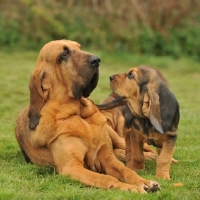 Picture of mother and son bloodhounds