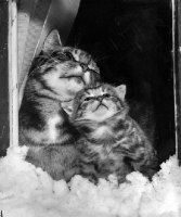 Picture of mother cat and her kitten looking at the snow together, behind window