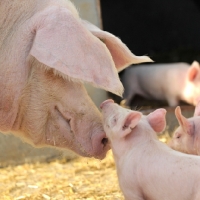 Picture of mother pig greeting piglet