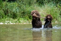 Picture of mother playing with her pup