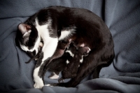 Picture of Mother resting and nursing three kittens