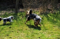 Picture of Mother tries to attract puppy to toy - series to show taboo behavior