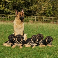 Picture of mother with her litter of puppies