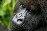 Picture of mountain gorilla in rwanda