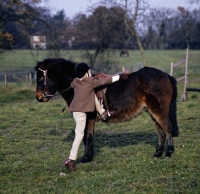 Picture of mounting, child and pony