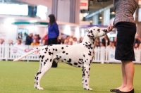 Picture of MOUNTSORREL CRESCENDO OF SHYDALLY "Shiloh" in a stand with handler Amber Corcoran during YKC competition Crufts 2012