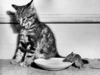 Picture of Mouse drinking from milk bowl whilst kitten washes unaware